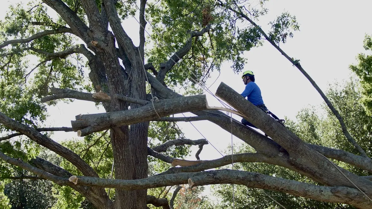 Professional Crown Thinning performed by certified arborists in Upper Darby