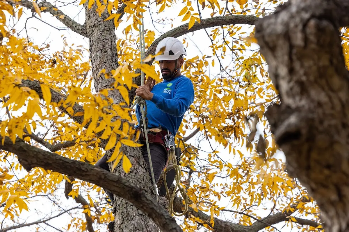 Skilled Tree Trimming crew working in Upper Darby
